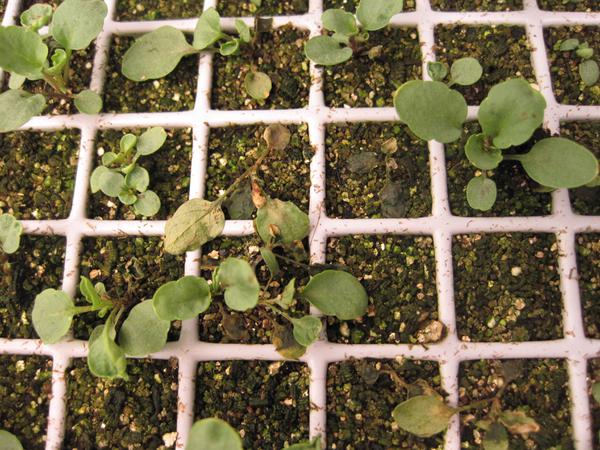 Thumbnail image for Damping-off in Flower and Vegetable Seedlings